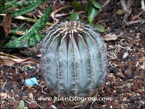 This is a very stunning Cactus at this stage of its life.